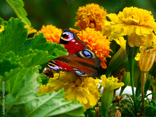 Ein Tagpfauenauge auf einer Blüte photo