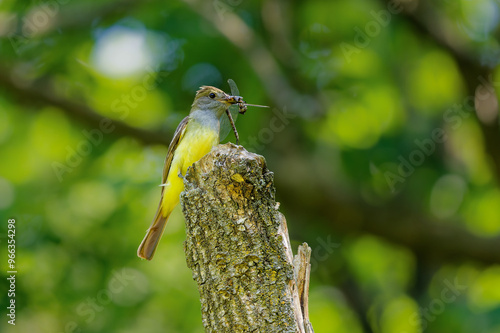 Great crested flycatcher (Myiarchus crinitus)  in the spring during nesting photo