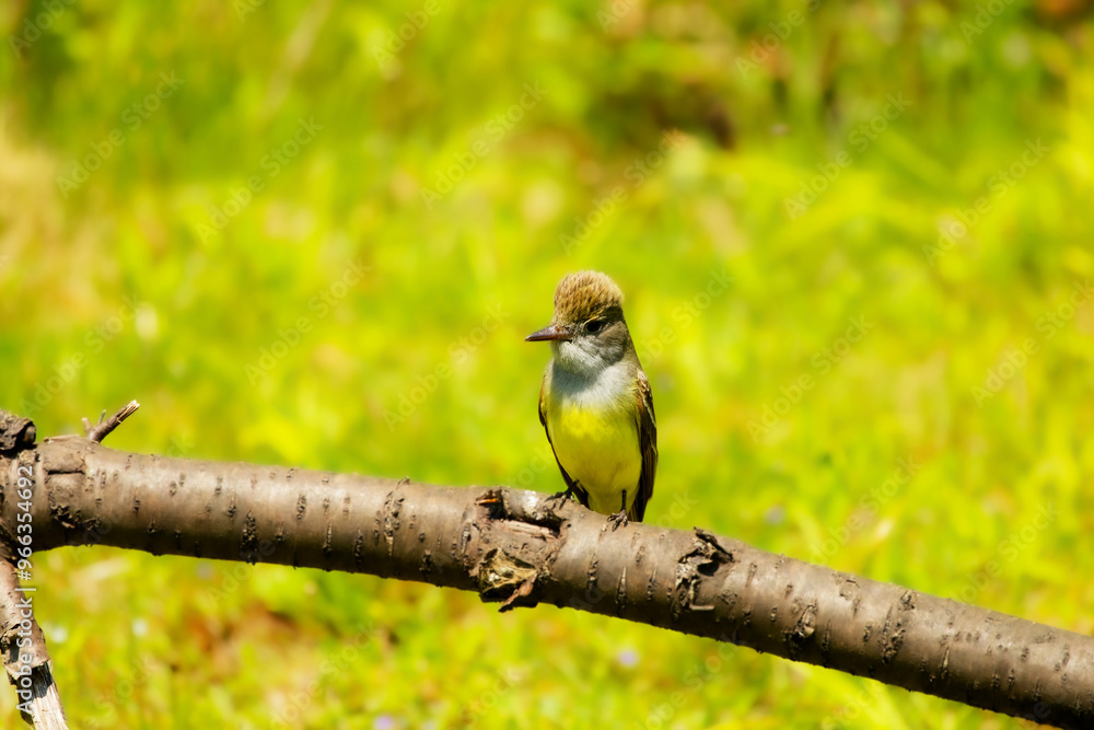 Fototapeta premium Great crested flycatcher (Myiarchus crinitus) in the spring during nesting
