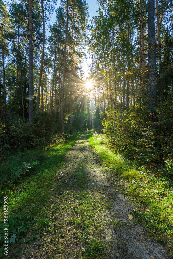 Naklejka premium A path through a forest with sunlight shining through the trees