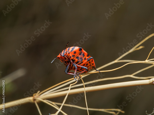 graphosoma semipunctatum photo