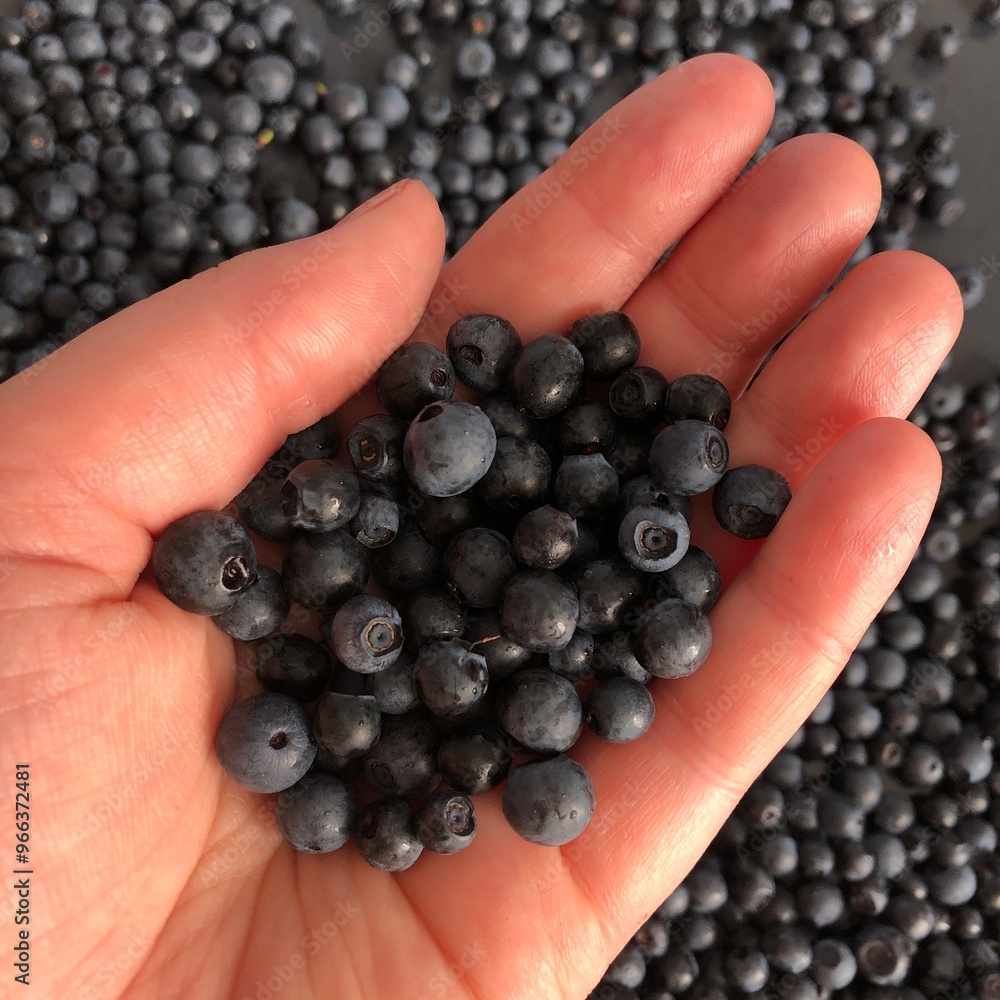 Hand holding wild blueberries with more blueberries in background Hand holding wild blueberries with more blueberries in background