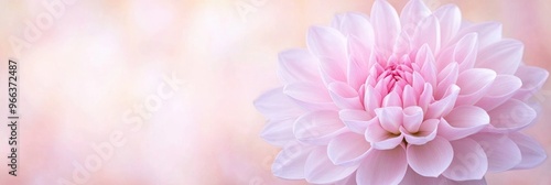 close-up macro abstract image of a pink dahlia bloom inside