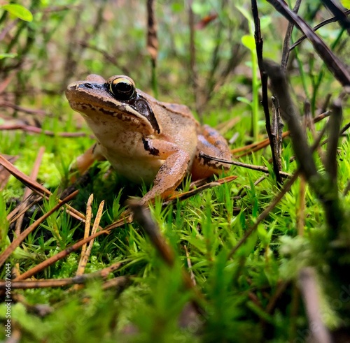 Small forest frog sitting in moss