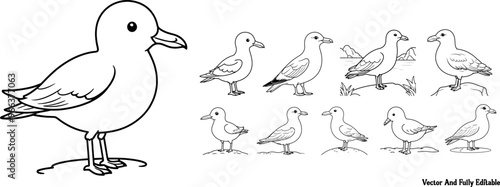 Seagull hand drawing coloring page and outline vector design