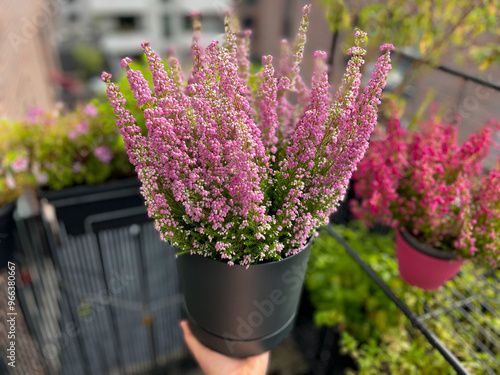 Beautiful blooming vinrant purple-pink bell Heather Erica cinerea decorative flowers in flower pot  in gardeners hand in balcony garden close up photo