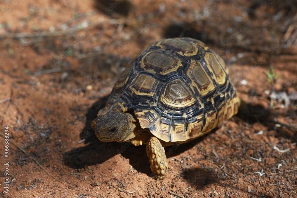 Schildkröte auf dem Sandboden in Namibia. Schildkröte auf dem Sandboden in Namibia.