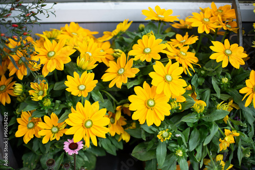 Yellow flowers of Rudbeckia fulgida. photo