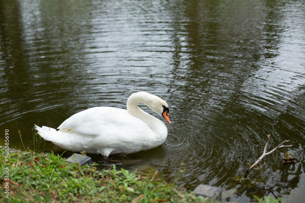 White Swan on the Lake.