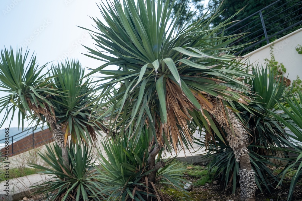 Outdoor yucca plants with spiky green leaves and weathered trunks, growing in a landscaped garden under natural daylight. Outdoor yucca plants with spiky green leaves and weathered trunks, growing in a landscaped garden under natural daylight.