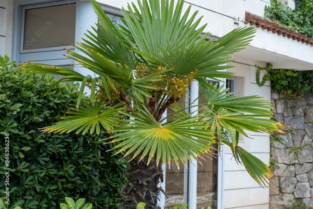 Fan palm tree in front of modern house Fan palm tree in front of modern house
