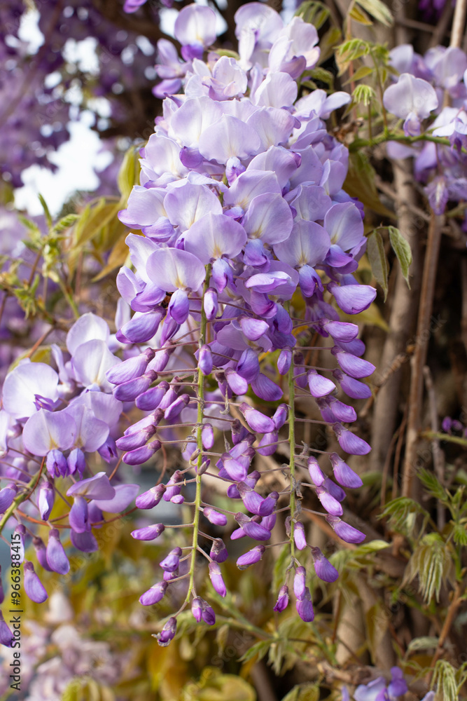 Blooming violet Wisteria Sinensis. Beautiful Prolific tree with scented classic purple flowers in hanging racemes. Blue Chinese wisteria is a species of flowering plant in the pea and Fabaceae family. Blooming violet Wisteria Sinensis. Beautiful Prolific tree with scented classic purple flowers in hanging racemes. Blue Chinese wisteria is a species of flowering plant in the pea and Fabaceae family.