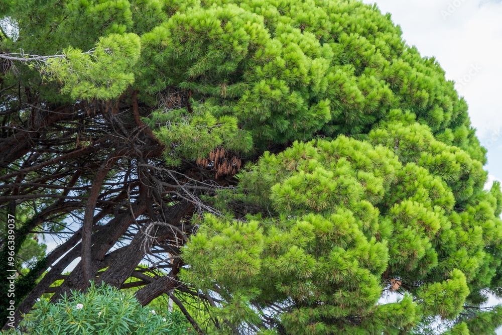 Lush pine tree branches with dense green foliage Lush pine tree branches with dense green foliage