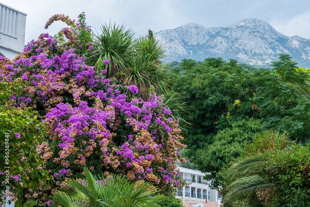 Bougainvillea in lush garden with mountain backdrop Bougainvillea in lush garden with mountain backdrop