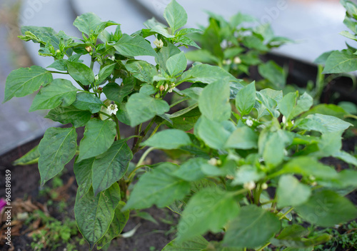 Blooming paprika pepper grown at home in a pot