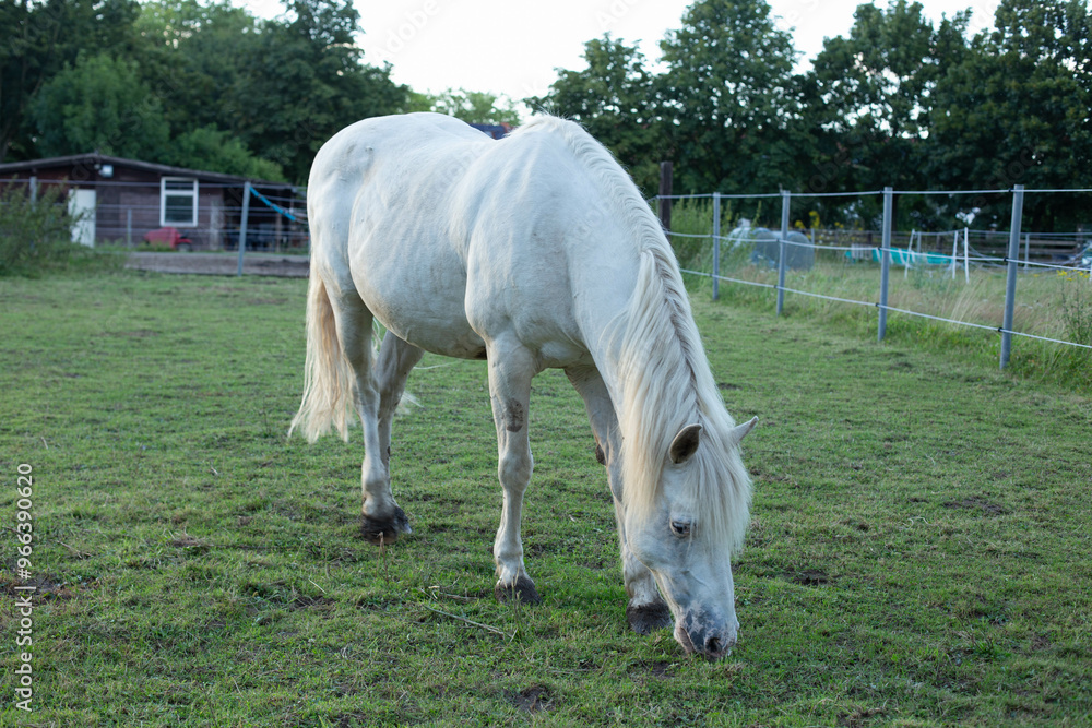 Forward shot of white horse eating in a field. Forward shot of white horse eating in a field.