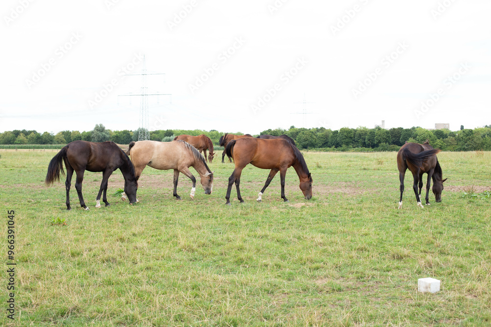Thoroughbred horses walking in a field. Horses on the farm. Thoroughbred horses walking in a field. Horses on the farm.
