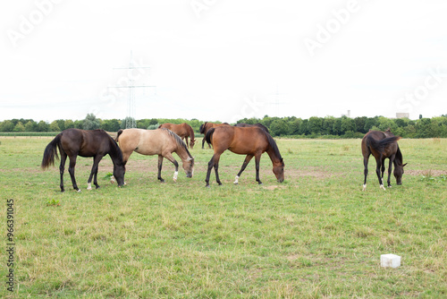 Thoroughbred horses walking in a field. Horses on the farm.