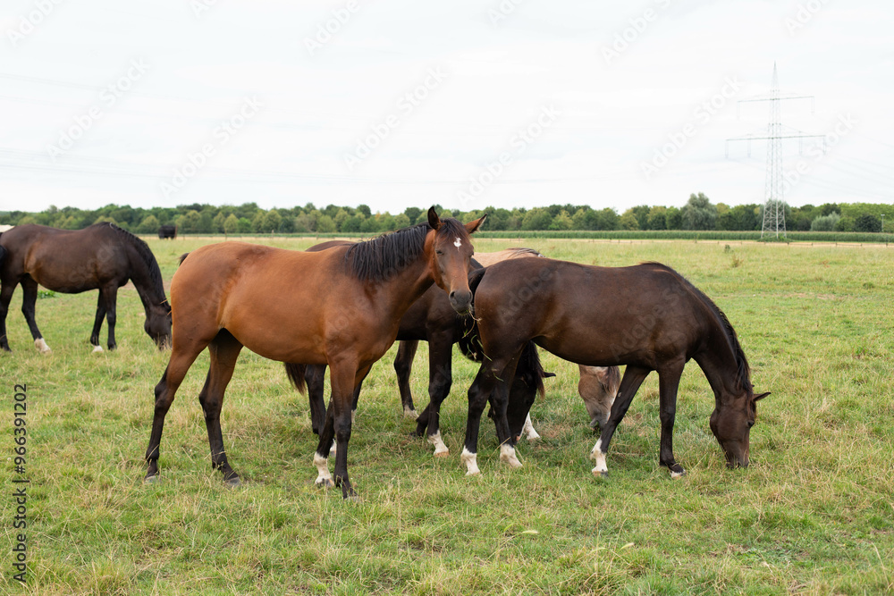 Fototapeta premium A beautiful brown horse grazes on a flowering sunny meadow in a field along with a herd of horses.