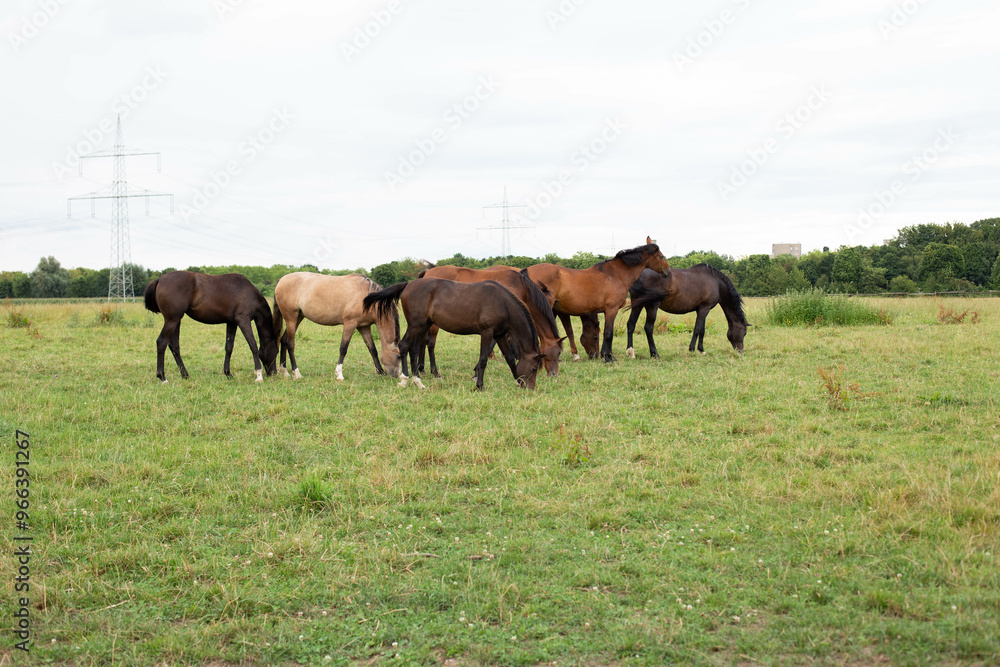 A beautiful brown horse grazes on a flowering sunny meadow in a field along with a herd of horses. A beautiful brown horse grazes on a flowering sunny meadow in a field along with a herd of horses.