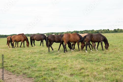 Wallpaper Mural A beautiful brown horse grazes on a flowering sunny meadow in a field along with a herd of horses. Torontodigital.ca