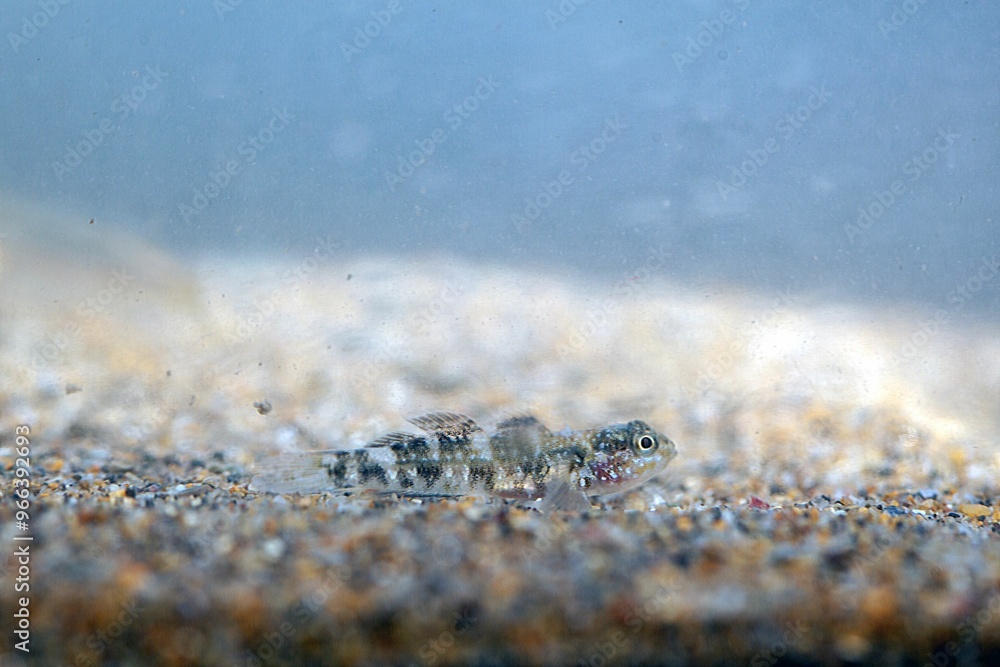The Macaronesian goby Mauligobius maderensis