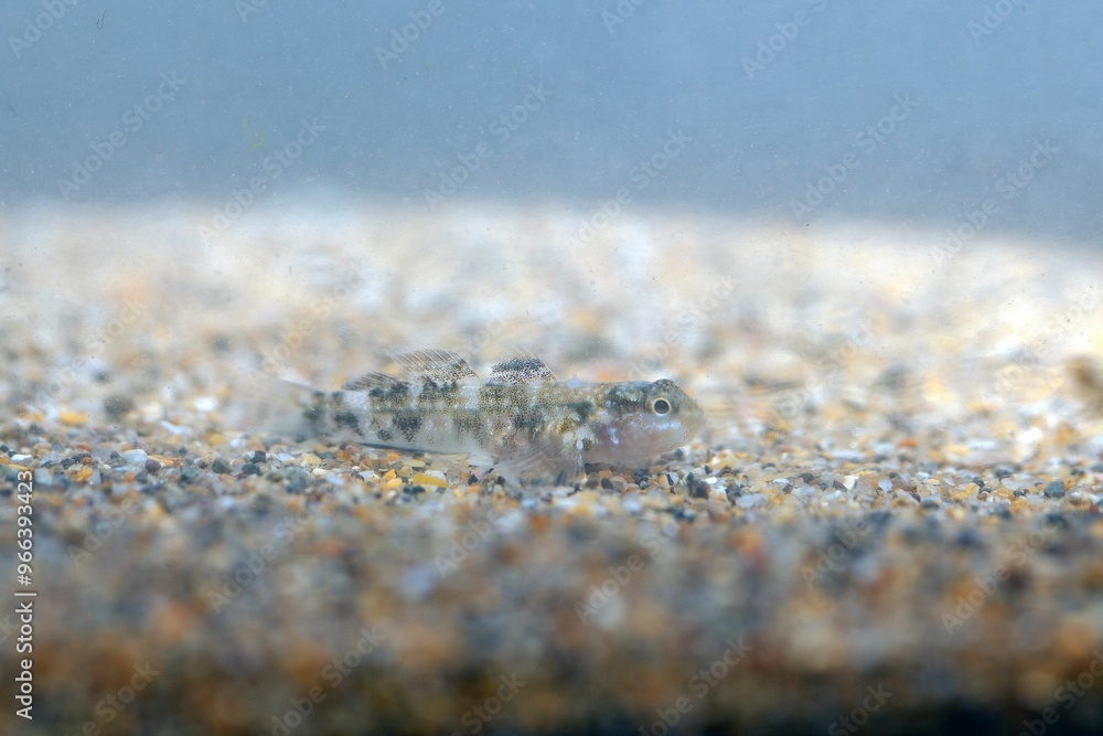 The Macaronesian goby Mauligobius maderensis The Macaronesian goby Mauligobius maderensis