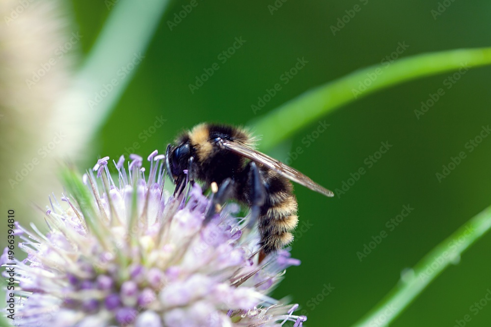 The cuckoo bumblebee Bombus campestris The cuckoo bumblebee Bombus campestris
