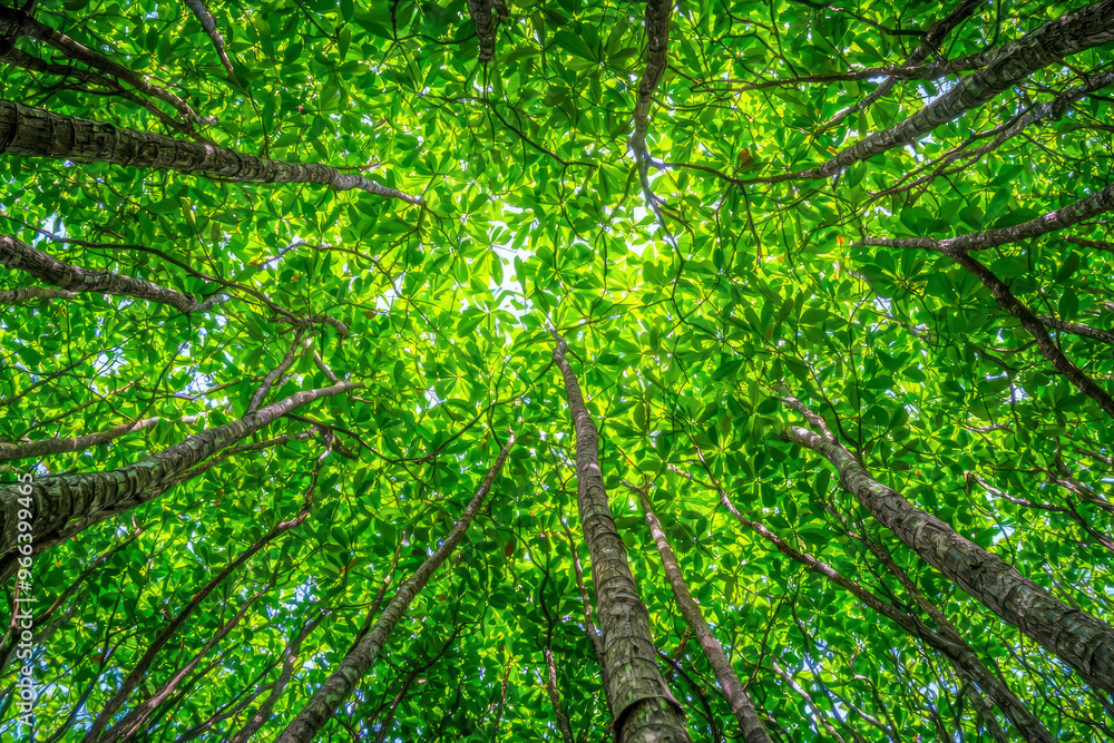 Bottom-up view green mangrove forest canopy. Natural carbon sink fight climate change. Bottom-up view green mangrove forest canopy. Natural carbon sink fight climate change.