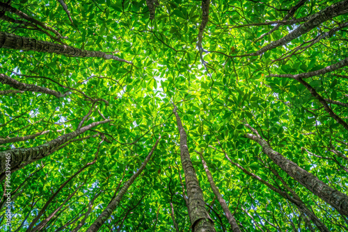 Bottom-up view green mangrove forest canopy. Natural carbon sink fight climate change.