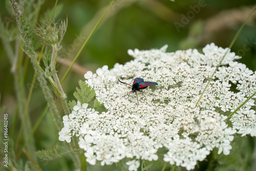 a six spot burnet moth (Zygaena filipendulae) feeding on wild carrot (daucus carota) photo