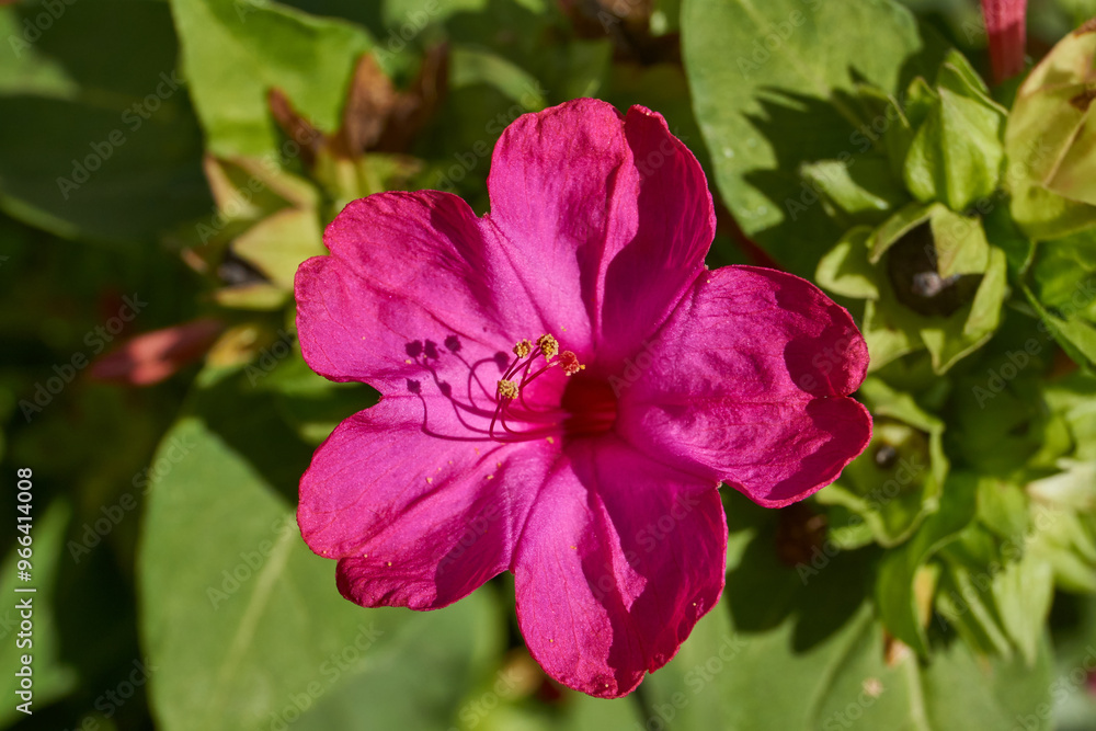 Bright mirabilis flower (Latin Mirabilis jalapa) close-up in a summer garden. The night beauty, or Mirabilis laxative, is the type species of the genus Mirabilis of the family Nictaginaceae. Bright mirabilis flower (Latin Mirabilis jalapa) close-up in a summer garden. The night beauty, or Mirabilis laxative, is the type species of the genus Mirabilis of the family Nictaginaceae.