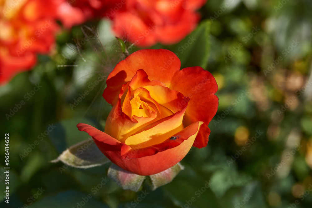 Roses are blooming in the garden of the country house. Summer. Roses are blooming in the garden of the country house. Summer.
