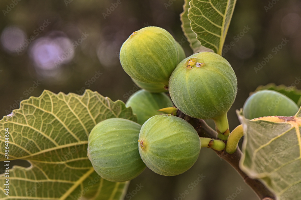 Close-up of fruits growing on tree Close-up of fruits growing on tree