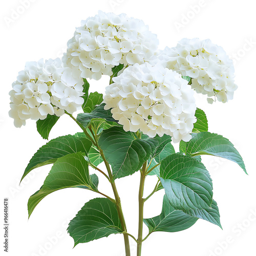 Wallpaper Mural Lush, white hydrangea blooms atop vibrant green leaves, creating a serene floral arrangement against a Transperant background.. Torontodigital.ca