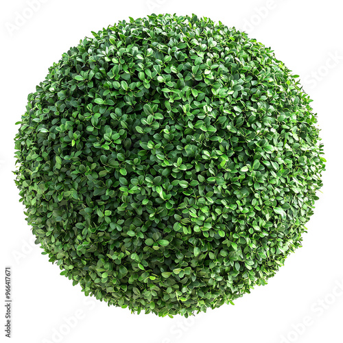 Wallpaper Mural A spherical bush covered in vibrant green leaves against a Transperant background., showcasing its lush and full foliage. Torontodigital.ca
