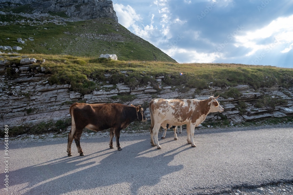 Obraz premium Cows standing on mountain road under cloudy sky