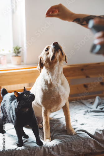 A playful scene featuring a dog and a cat in a cozy indoor setting. The dog, a Labrador Retriever, is sitting attentively, looking up at a hand holding a treat. The cat, a black domestic shorthair, is