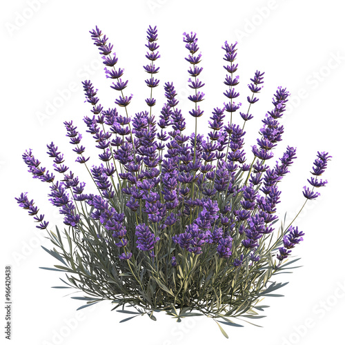 Wallpaper Mural A cluster of vibrant purple lavender flowers against a Transperant background., showcasing their natural beauty and delicate structure. Torontodigital.ca