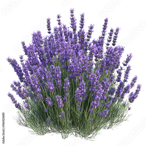 Wallpaper Mural A vibrant cluster of purple lavender flowers against a Transperant background., showcasing their lush foliage and delicate petals. Torontodigital.ca