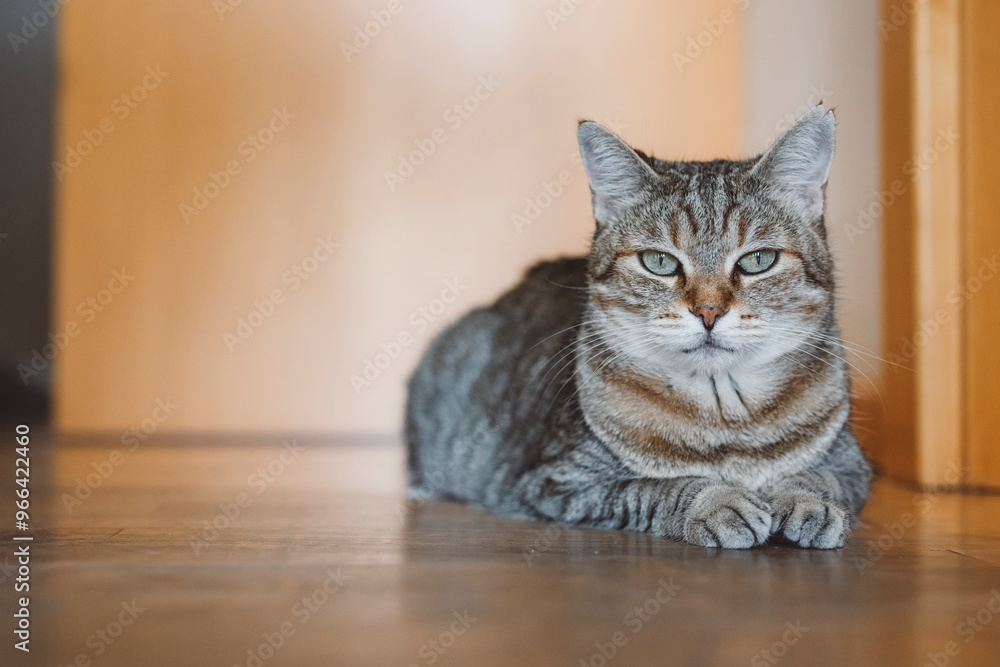 A close-up of a tabby cat lying on a wooden floor, with a blurred background of a door. The cat has a calm expression and is looking slightly to the side. A close-up of a tabby cat lying on a wooden floor, with a blurred background of a door. The cat has a calm expression and is looking slightly to the side.