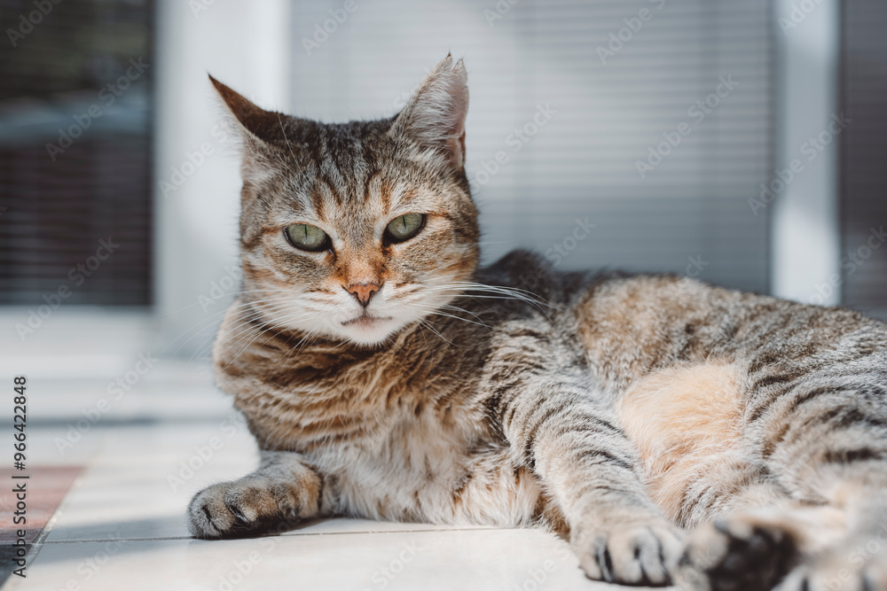 A tabby cat sitting on a tiled floor, looking upwards with sunlight streaming in through a window. The cat has a curious expression and the room has a modern aesthetic. A tabby cat sitting on a tiled floor, looking upwards with sunlight streaming in through a window. The cat has a curious expression and the room has a modern aesthetic.