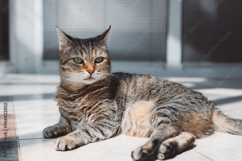 A sleepy tabby cat resting on a tiled floor with sunlight streaming in, creating a serene atmosphere. The cat is curled up, with its eyes closed, enjoying a peaceful moment. A sleepy tabby cat resting on a tiled floor with sunlight streaming in, creating a serene atmosphere. The cat is curled up, with its eyes closed, enjoying a peaceful moment.