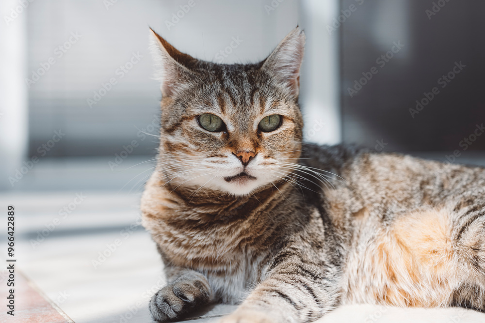 A sleepy tabby cat resting on a tiled floor with sunlight streaming in, creating a serene atmosphere. The cat is curled up, with its eyes closed, enjoying a peaceful moment. A sleepy tabby cat resting on a tiled floor with sunlight streaming in, creating a serene atmosphere. The cat is curled up, with its eyes closed, enjoying a peaceful moment.