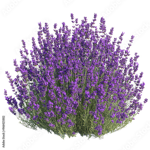 Wallpaper Mural A vibrant lavender bush with rich purple flowers and green foliage, set against a Transperant background., showcasing its lush, rounded form. Torontodigital.ca