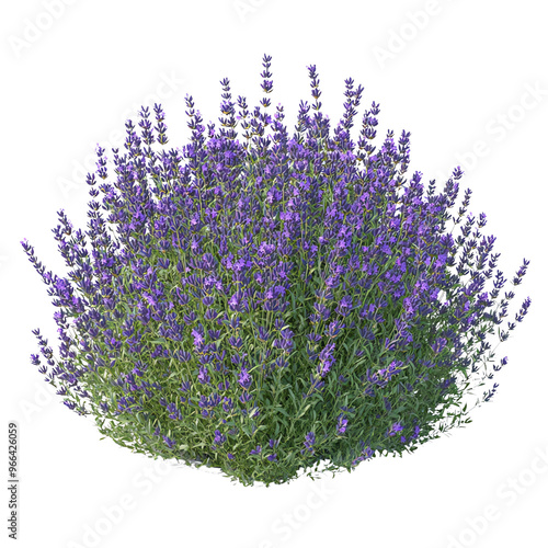 Wallpaper Mural A lush, round bush of vibrant purple flowers, set against a Transperant background., showcasing natural beauty and floral abundance. Torontodigital.ca