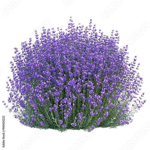 Wallpaper Mural A lush, vibrant lavender bush filled with purple flowers against a Transperant background., showcasing its beauty and fragrance. Torontodigital.ca