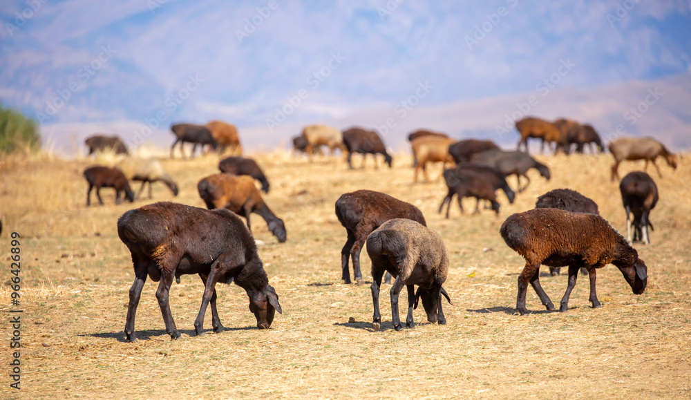 Rams and lambs graze in a meadow. Cattle grazing. A flock of rams walks across an autumn field in search of grass. sheep Rams and lambs graze in a meadow. Cattle grazing. A flock of rams walks across an autumn field in search of grass. sheep