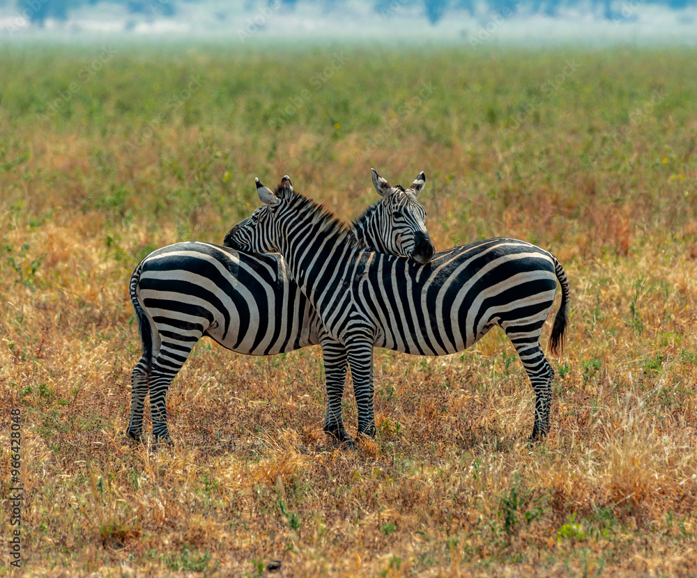 Obraz premium Zebras, Tanzania