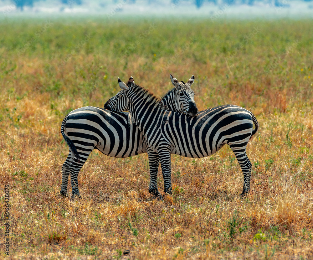 Obraz premium Zebras, Tanzania